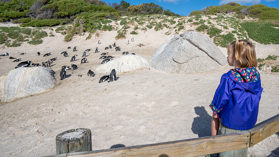 Toddler girl at the famous Boulders Penguin Colony in Simons Town which is home to an adorable and endangered land-based colony of African Penguins. This colony is one of only a few in the world, and the site has become famous and a popular international tourist destination.