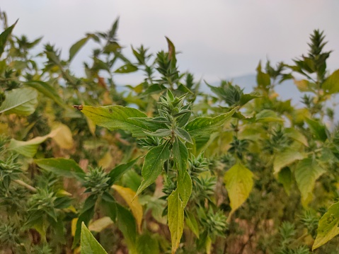 Close-up of the stem and top of a plant growing in a field outdoors in the summertime