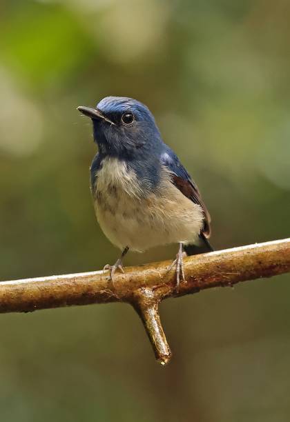 istock Hainan Blue-flycatcher 1459719164