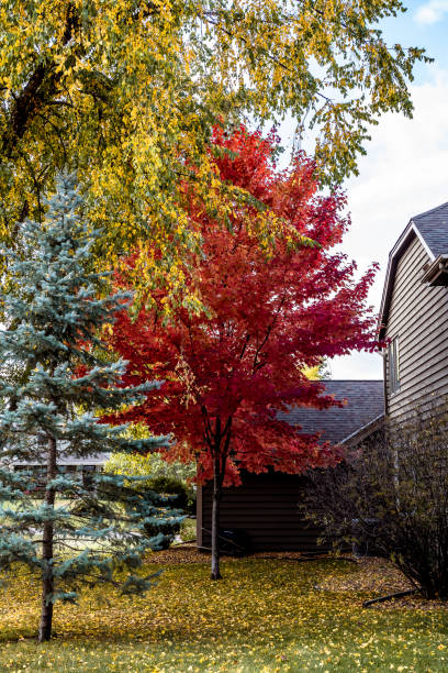 istock Bright Red Tree On Side of Suburban Home in Fall 1459719340