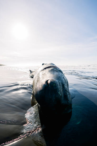 pełny widok zmarłego kaszalota na wybrzeżu oregonu - whale sperm whale beached dead animal zdjęcia i obrazy z banku zdjęć