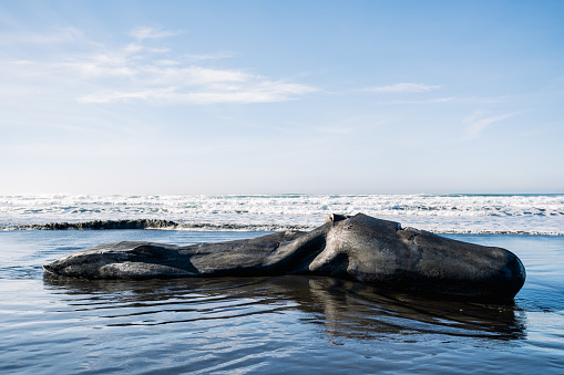 Full length view of a washed up grey whale on the Oregon coast in Astoria, Oregon, United States