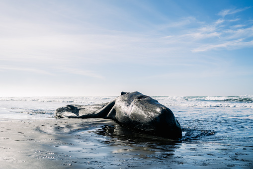 Wide view of a washed up sperm whale on the Pacific coast in Astoria, Oregon, United States
