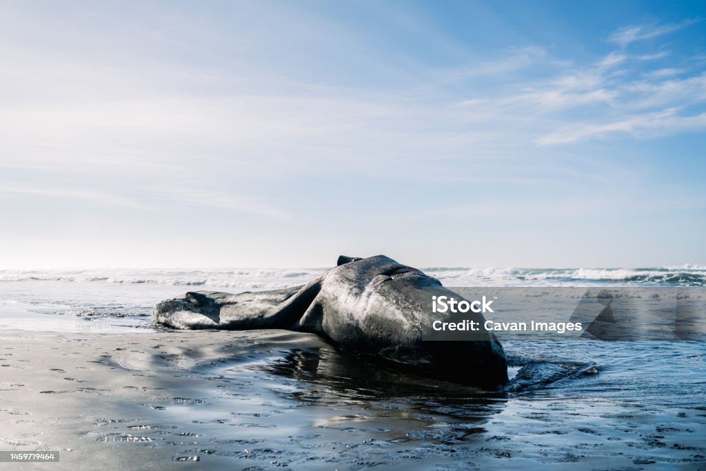 Wide view of a washed up sperm whale on the Pacific coast Wide view of a washed up sperm whale on the Pacific coast in Astoria, Oregon, United States Sperm Whale Stock Photo