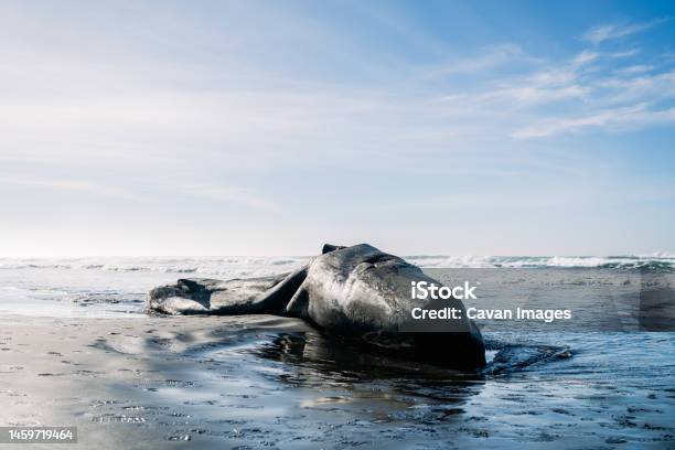 Wide View Of A Washed Up Sperm Whale On The Pacific Coast Stock Photo - Download Image Now