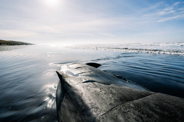 zbliżenie zmarłego kaszalota ze śladami sekcji zwłok - whale sperm whale beached dead animal zdjęcia i obrazy z banku zdjęć