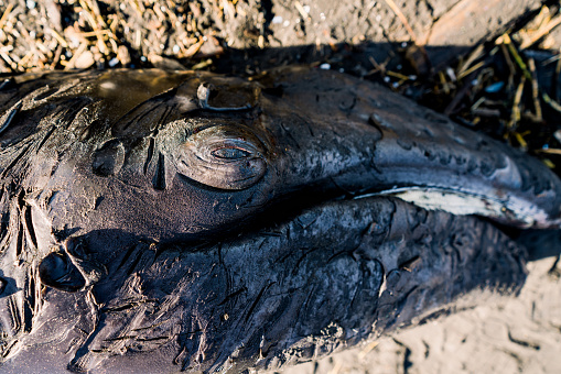 Closeup view of a deceased gray whale calf on the Oregon coast in Astoria, Oregon, United States