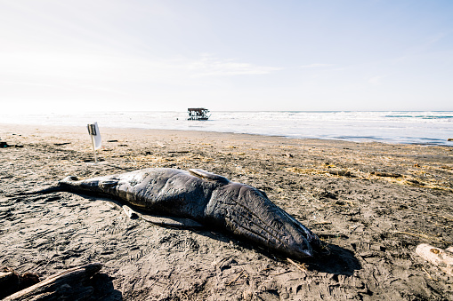 Wide angle view of a washed up gray whale calf on the Oregon coast in Astoria, Oregon, United States