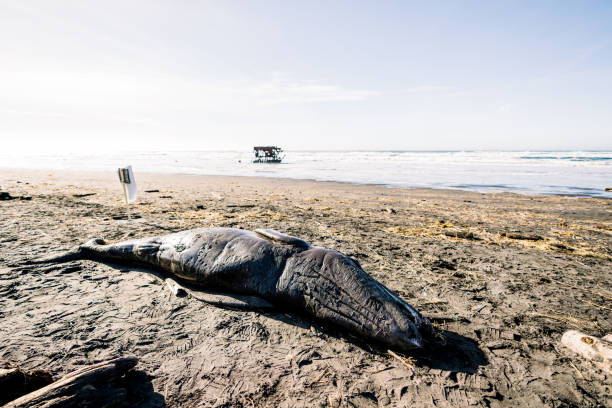 szerokokątny widok wyrzuconego szarego cielęcia wieloryba na wybrzeżu oregonu - astoria oregon zdjęcia i obrazy z banku zdjęć