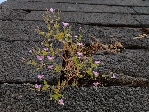 Clarkia purpurea plants pink flowers and blossom grown through the stone wall