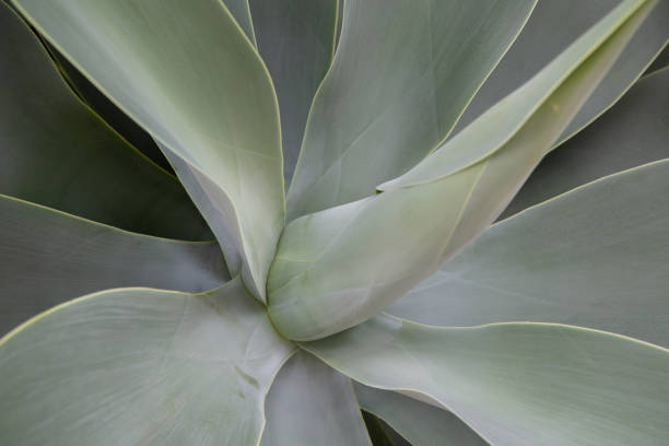 istock Cactus Background at Altea, Alicante, Spain 1459720782