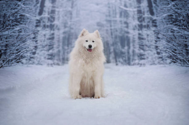 istock Samoyed female. A dog lying in a snowy landscape. 1459720848
