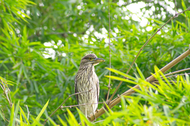 Black-crowned night heron (Nycticorax) surrounded by vegetation