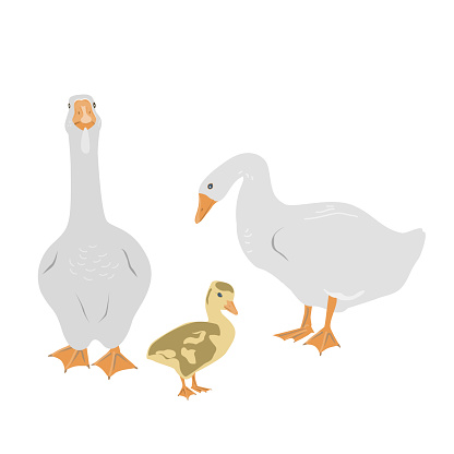 Goose family. Female and male geese and gosling isolated on white background, geese couple in flat style. Vector illustration.