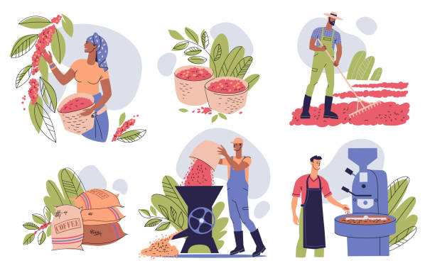 ilustrações de stock, clip art, desenhos animados e ícones de set of stages of growing and producing coffee. picking coffee cherries, drying, peeling, roasting coffee beans. farmers work on a coffee plantation. - café colheita