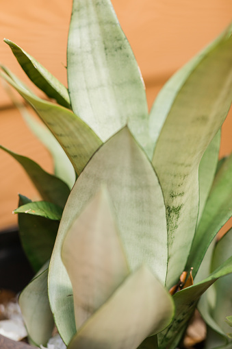 Sansevieria trifasciata 'Moonshine' Snake Plant.
One of the most beautiful varieties, this hardy indoor plant has silvery green leaves. It's especially stunning mixed with dark-leaf snake plant varieties! A snake plant houseplant in South Florida. 

Sansevieria moonshine [san-se-VEER-ee-uh, moon-shine] is a cultivar of the Sansevieria trifasciata, which is a succulent from the Asparagaceae family. Also known as Sansevieria craigii, Sansevieria jacquinii, and Sansevieria laurentii superba, this beautiful plant is very popular as a houseplant.