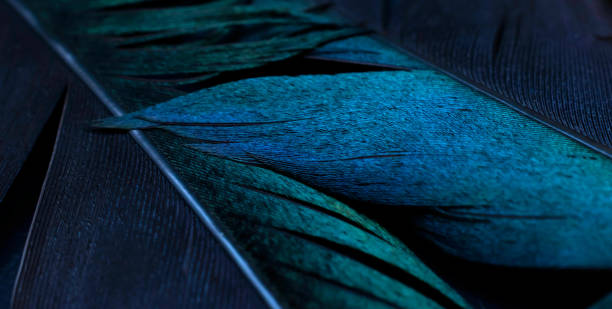 istock bird magpies feather, blue background 1459724733
