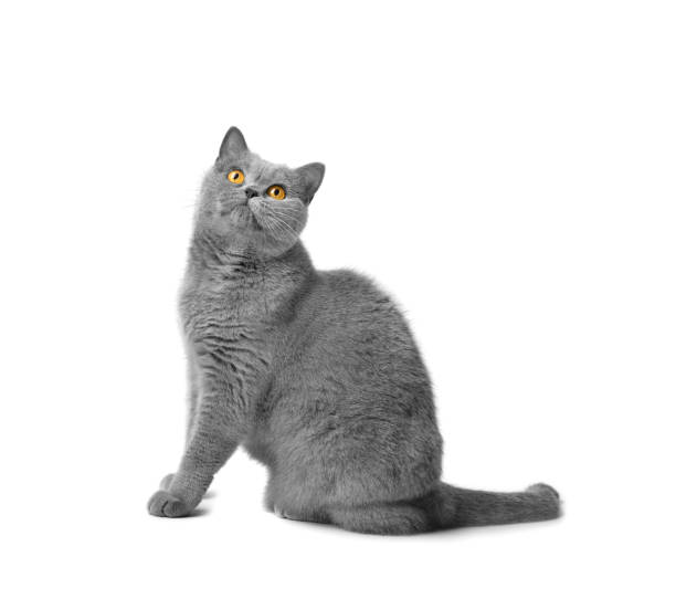 istock Fat British shorthair cat sitting in front of white background 1459725321