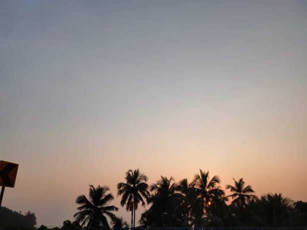 Palm trees and morning sky in costal areas
