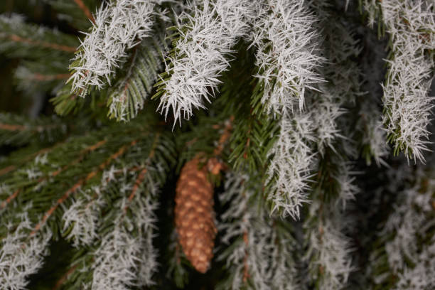 istock Spruce in frost. Winter magic. 1459727247