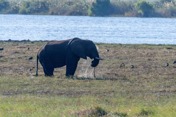 istock African Elephant in Chobe National Park 1459729459
