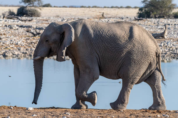 istock African Elephant in Etosha 1459729512