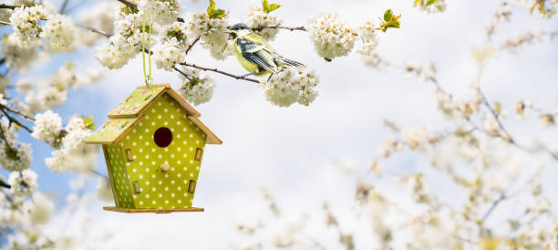 titmouse de pájaro joven en un árbol en flor en primavera con decoración colgante de la casa de pájaros - birdhouse bird house ornamental garden fotografías e imágenes de stock