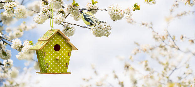 young bird titmouse in a flowering tree in spring with hanging bird house decoration