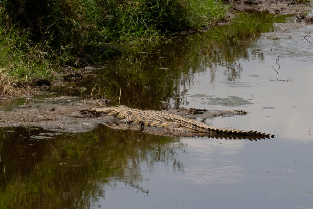 istock A Nile Crocodile in Tanzania 1459732744