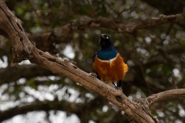 istock A Superb Starling in Tanzania 1459732785