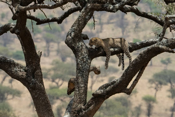 istock A Leopard in a Tree in Tanzania 1459732786