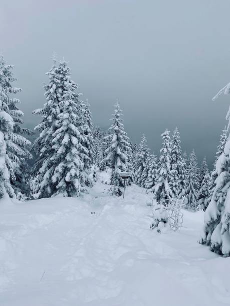 istock Winter sports 1459733968