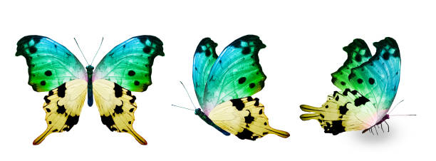 istock Color monarch butterflies, isolated on the white background 1459735551