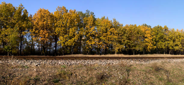 Autumn landscape with oak grove and railway rails