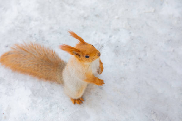 the squirrel eats the nut in nature. Wild beasts. Red squirrel.