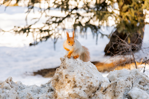 Closeup of Red Squirrel standing on snow in winter park