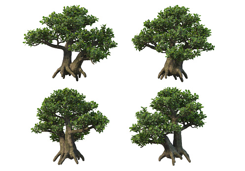 3d render bonsai  on a white background