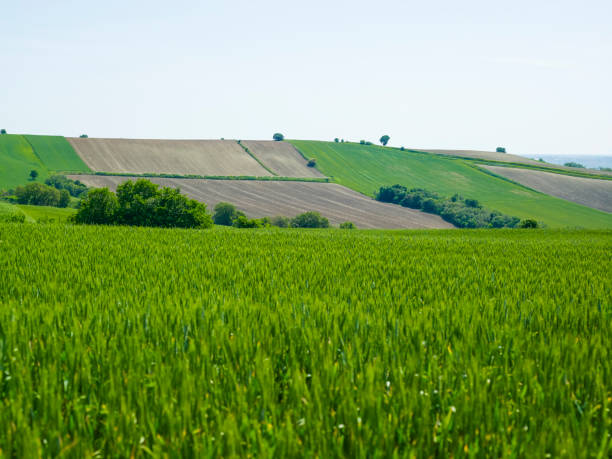 グリーン小麦のフィールド - field landscape green wheat ストックフォトと画像