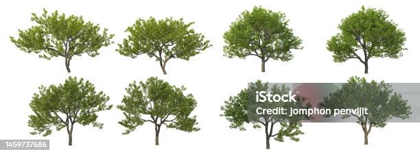Tree Pattern Rendering 3d Render Tree On A White Background Stock Photo - Download Image Now ...