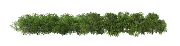 istock 3d render Shrubs and flower on a white background 1459737979