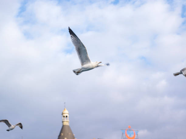 Seagulls in a clear sunny sky
