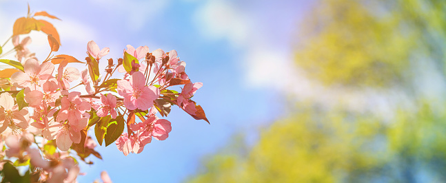 Spring background - pink flowers of apple tree against the backdrop of green foliage. Horizontal banner with space for text