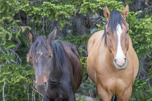 istock Wild Horses in the Pryor Mountains in Summer 1459739042