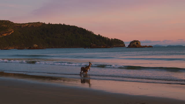 Wild kangaroo and wallaby feeding on a sandy beach at Cape Hillsborough National Park, Queensland at sunrise with a red cloud morning sky. Cinematic nature documentary of a scenic tourist attraction marsupial animal family in Australia. Epic 4K UHD.