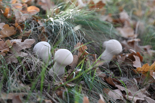 Small mushrooms in the grass