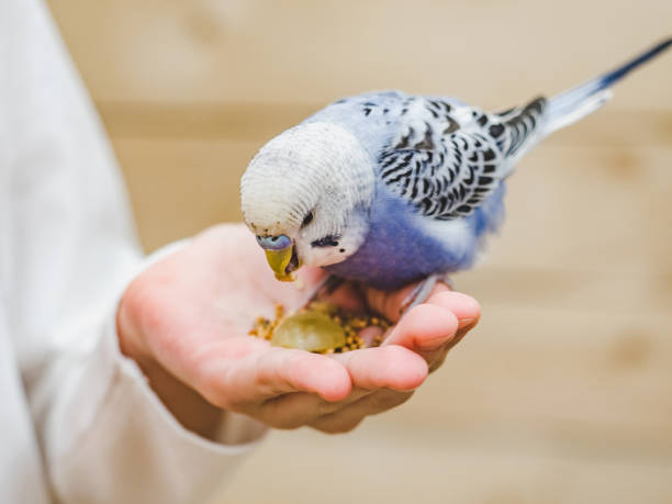 istock Bright, cute parrot and a young woman 1459741413