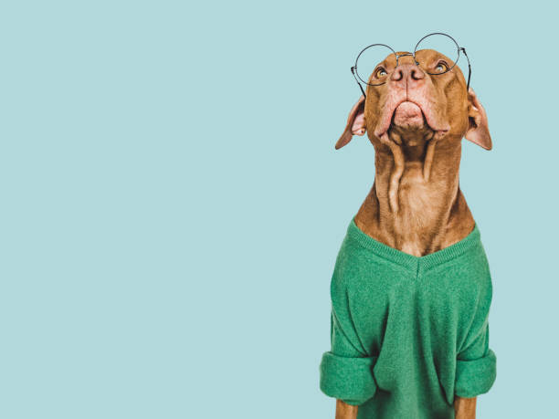 istock Lovable, pretty brown puppy. Isolated background. Closeup 1459741962
