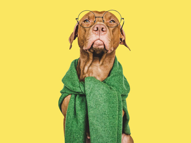 istock Lovable, pretty brown puppy. Isolated background. Closeup 1459742080