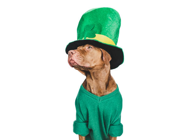 istock Puppy and a bright green leprechaun hat 1459743161