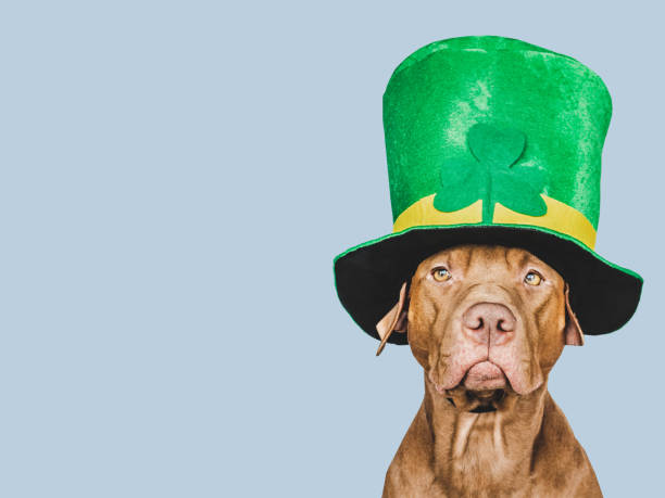 istock Puppy and a bright green leprechaun hat 1459743463